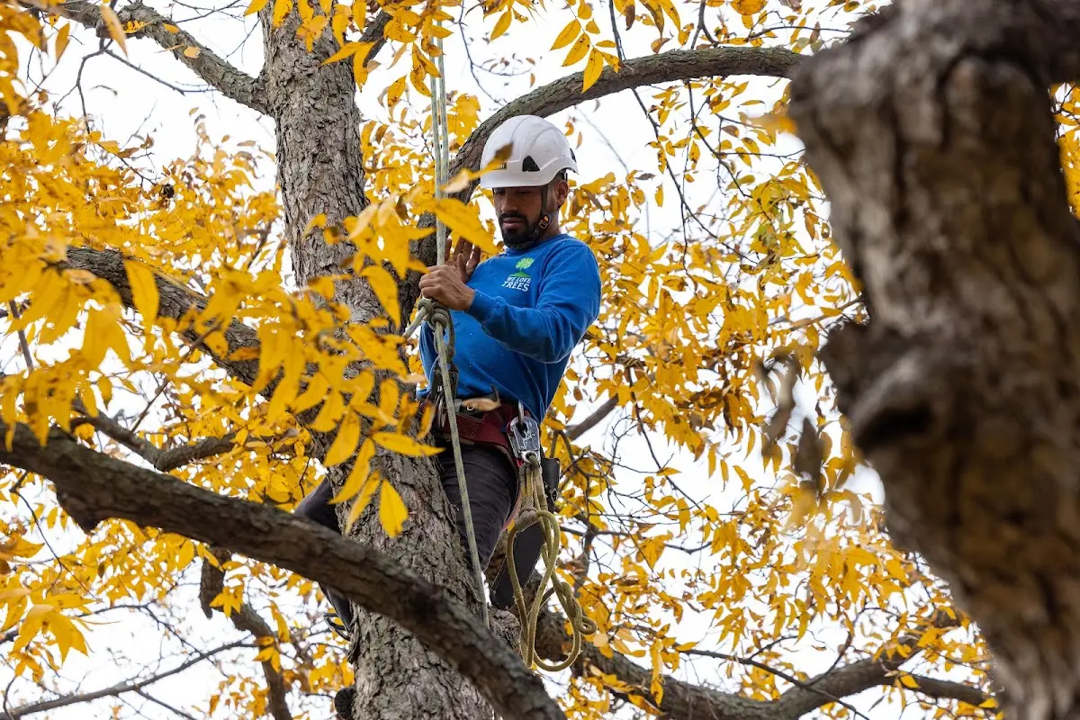Skilled Tree Transplanting crew working in Brightwood